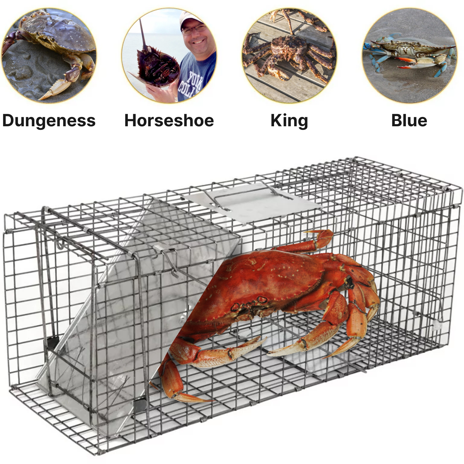 Crab Trap